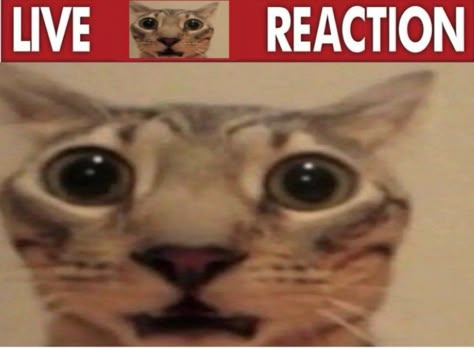 Cat Reaction Pictures, Random Reaction Pics, Cat Reaction Images, Goofy Reaction, Cat Reaction Pics, Erm Actually, Twitter Reaction, Live Reaction, Cat Reaction