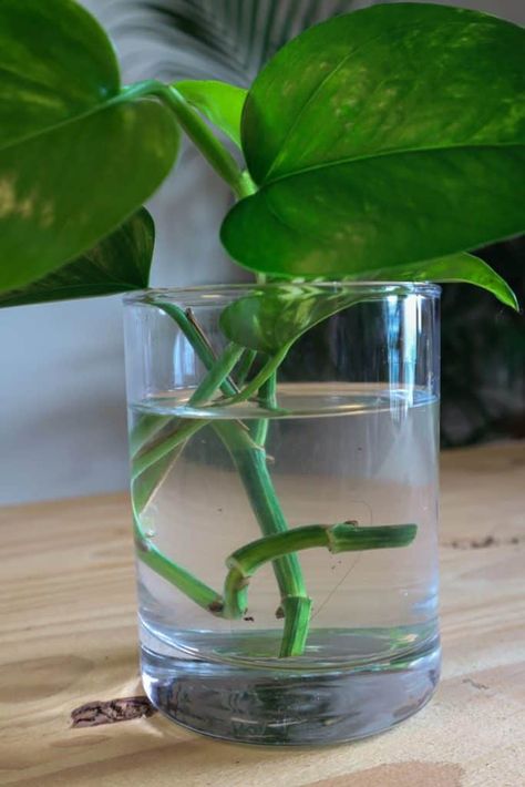 Propagating Golden Pothos, Perlite Propagation, Hanging Plants Decor, Propagating Pothos, Easiest Indoor Plants, Propogating Plants, Pothos Plant Decor, Propagate Pothos, Green Nature Aesthetic