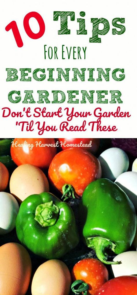 Gardening Tomatoes Tips, Starting Garden Outdoors, How To Start A Veggie Garden, 1st Time Gardening, Box Gardening For Beginners, Planning A Garden For Beginners, 1st Time Vegetable Garden, Basic Vegetable Garden, Gardening 101 Vegetable