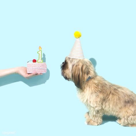 Adorable Shih Tzu celebrating its first birthday | free image by rawpixel.com / Amy Athena Photoshoot, Dog Birthday Photoshoot, Dog Birthday Pictures, Celebration Photography, Animal Photoshoot, Birthday Free, Happy 1st Birthday, Dog Photoshoot, Celebration Birthday