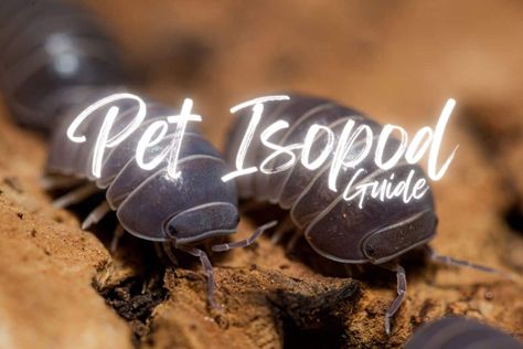 Diy Isopod Enclosure, Pill Bug Terrarium, Isopod Terrarium Ideas, Isopods Terrarium, Pet Millipede, Isopod Enclosure, Pet Isopods, Bug Enclosure, Cute Isopod