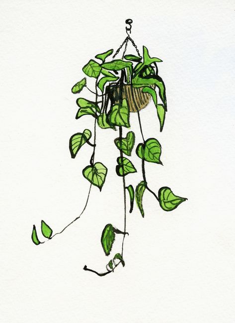 This plant is a hanging philodendron. They are the best houseplants since  they are so easy to grow and get nice and long so you can get creative  with how you hang them. Plants Sketch, Plant Sketches, Plant Doodle, Hanging Ideas, Plant Aesthetic, Plant Painting, Plant Drawing, Hanging Plant, Plant Illustration