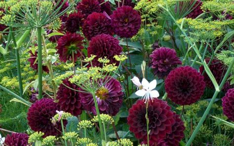 Dahlia Flower Meaning, Black Dahlia Flower, Flowers Dahlias, Garden Patch, Dahlia Garden, Burgundy Dahlia, Jenny Rose, Long Blooming Perennials, Buttercup Flower