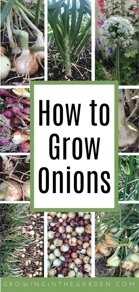 Grow Bag Garden, Harvest Onions, Grow Onions, Types Of Onions, Onion Flower, Growing Onions, When To Plant Vegetables, Onion Bulbs, Planting Onions