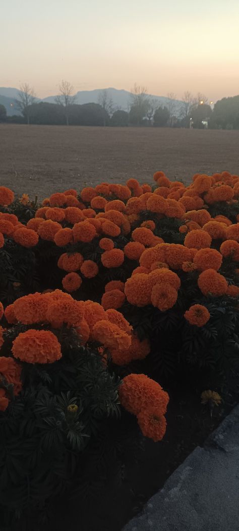 Aesthetic orange marigolds of January>>>>>>>> New year blooms new flowers Marigold Flower Aesthetic, Aztec Marigold, Marigold Aesthetic, January New Year, Orange Marigolds, Nature Aesthetics, Aesthetic Orange, New Flowers, Marigold Flower