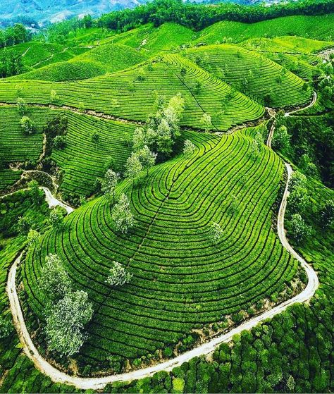 Tea gardens in Munnar Tea Gardens, Tea Estate, Kerala Tourism, Munnar, Garden Pictures, Kerala India, Tea Garden, Beautiful Places Nature, Dream Destinations