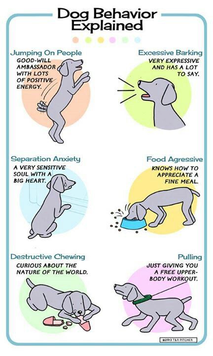 Dog behavior explained Training Puppy, Puppy Obedience Training, Dog Body Language, Positive Dog Training, Behavior Chart, Puppy Biting, Basic Dog Training, Dog Training Advice, Dog Language