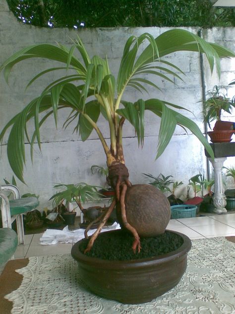 Interior ornament pot plant | COCO BONSAI Coconut Bonsai, Bottle Palm Tree, Guess Room, Grafting Plants, Pine Bonsai, Indoor Bonsai Tree, Coconut Palm Tree, Indoor Bonsai, Recycled Garden