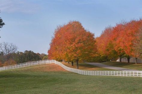 A Georgian Manor in Hudson Valley for Sale - The Glam Pad Landscape Design Ideas, Landscaping Backyard, Gardening Landscaping, Farmhouse Landscaping, Sugar Maple, Landscaping Tips, Landscape Decor, Horse Farms, Landscape Projects