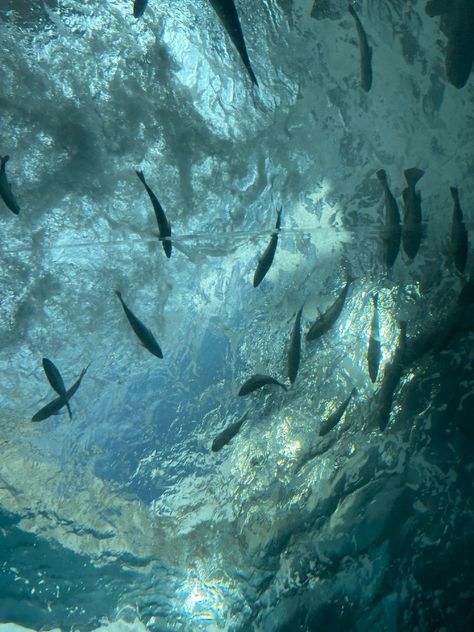 Pretty Underwater, Underwater Scenery, Giant Waves, Paintings Nature, Water Background, Ocean Wallpaper, Water Element, Ocean Vibes, The Aquarium