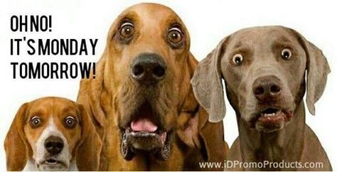 oh no it's monday tomorrow quotes quote sunday monday quotes sunday quotes tomorrows monday Surprised Dog, Real Mom, Three Dogs, Love My Dog, Dog Face, Humane Society, I Love Dogs, Dog Pictures, Puppy Love