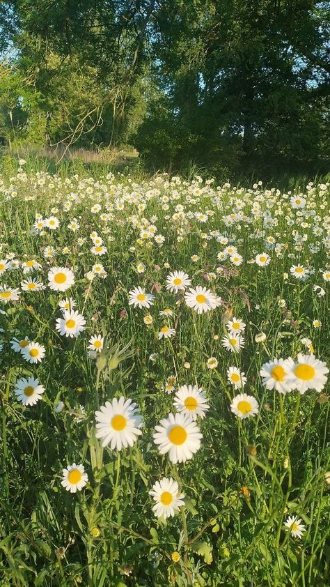 Flowers Daisy Aesthetic, Spring Grass Aesthetic, Nature Spring Aesthetic, Take A Walk Aesthetic, Daisies Wallpaper Aesthetic, Field Of Daisies Aesthetic, Green Flowers Aesthetic Wallpaper, Flower Feild Pics Aesthetic, Daisy Flower Aesthetic Wallpaper