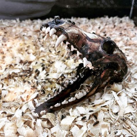 Museum of Osteology | OKC 💀 on Instagram: "Mmm 😋 A scrumptious late Friday night snack for the #dermestidbeetles. This species of beetles are nature’s little helpers in ensure dead and decaying flesh is recycled. The living have nothing to worry about because dermestid beetles only consume dead and decaying flesh. . . . #skeletonmuseum #skulls #skullcleaning #entemology #naturalhistory #coyoteskull #naturalhistorymuseum #osteology #skulllove #skulllover #weirdandwonderful #wunderkammer #vultu Dermestid Beetles, Coyote Skull, Vulture Culture, Skull Lover, Night Snacks, Weird And Wonderful, Beetles, Natural History, Friday Night