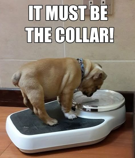 Funny-Diet-Weight-Loss-Memes Quotes Funny Life, Fitness Memes, Fitness Funny, Quotes Hilarious, Barbie Quotes, Fitness Humor, Diet Humor, Bulldog Funny, Hilarious Humor