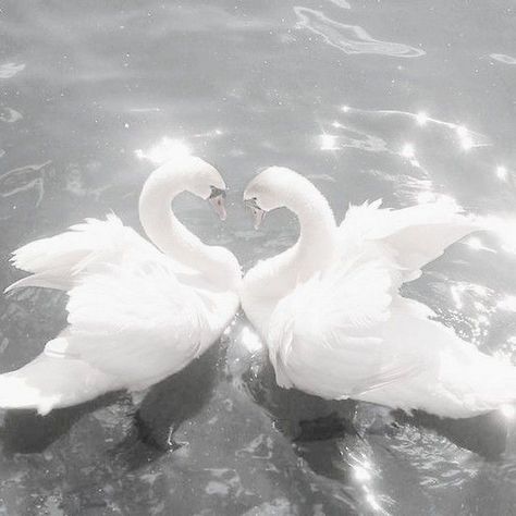 Don't Copy My Flow Swan Photography, Rose Gold Aesthetic, Overlays Picsart, Angel Aesthetic, White Swan, Swan Lake, Graphic Design Adobe, Swans, White Aesthetic