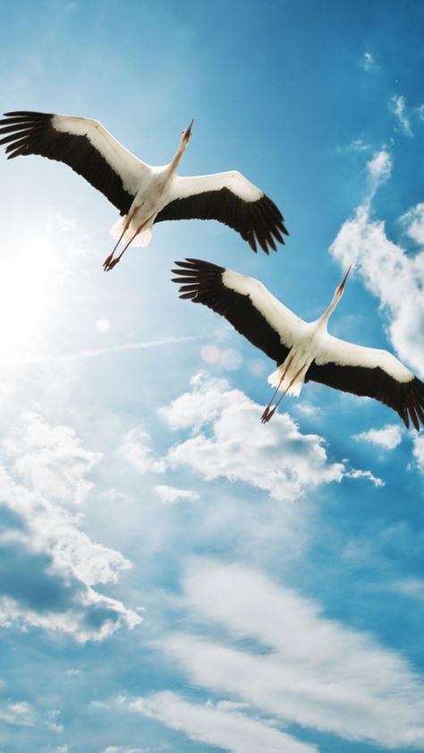 Storks  #iPhone #5s #Wallpaper | Pin  It. Stork Bird, Flying In The Sky, Baby Elephants, Crane Bird, Big Bird, Bird Pictures, Blue Skies, Birds Flying, German Shepherds