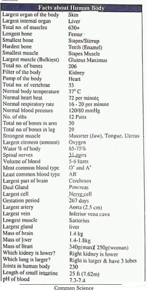 Study Anatomy, Medical Study, Minimalism Challenge, Education City, Normal Body Temperature, Bad Breath Remedy, Facts About Humans, Medical App, Normal Heart