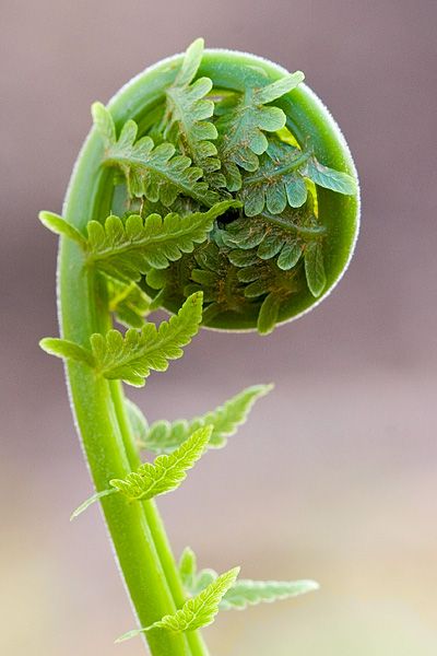 Ostrich Fern...so unique... loves shade Spirals In Nature, Fiddlehead Ferns, Fern Frond, Fibonacci Spiral, Healthy Advice, Patterns In Nature, Shade Garden, Plant Life, Botany