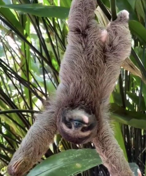 Sloth Aesthetic, Pictures Of Sloths, Cute Sloth Pictures, Sloth Photos, Sloth Facts, Sloth Drawing, Sloth Tattoo, Wallpaper Animals, Tattoo Nature