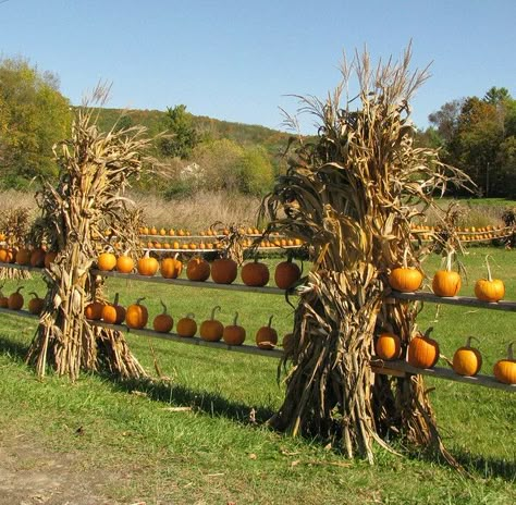 pumpkin fence Pumpkin Patch Farm, Corn Stalks, Pumpkin Display, Fall Fest, Pumpkin Farm, Corn Maze, Harvest Time, Fabulous Fall, Autumn Beauty