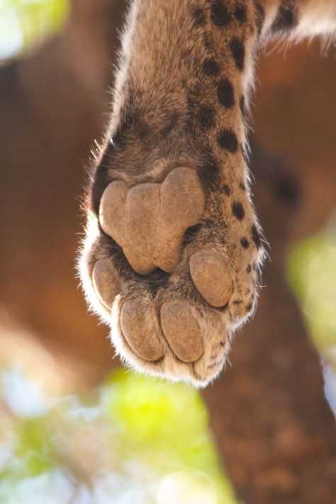 Animal Paw Reference, Feline Paws Drawing, Cat Paw Reference, Big Cat Paws, Leopard Skirt Outfits, Leopard Photos, Leopard Walking, Leopard Aesthetic, Anime Tattoo Designs