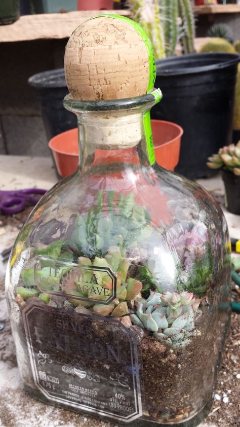 PATRON bottle terrarium Upcycle Patron Bottle, Tequila Bottle Terrarium, Repurposed Succulent Planter Ideas, Liquor Bottle Terrarium, Patron Bottle Crafts, Upcycled Bottles, Patron Bottle, Bottle Terrarium, Diy Succulent Terrarium