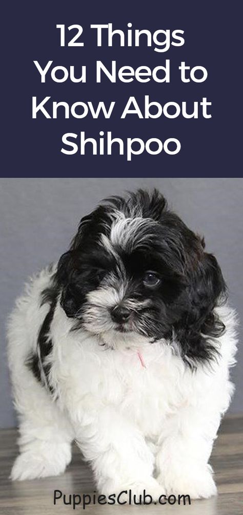 Shitzu Poodle Mix Haircuts, Shihpoo Puppies Full Grown, Shih Tzu Poodle Mix Puppies, Shih Poo Grooming Styles, Shitzu Poodle Haircuts, Shi Poo Dog, Shih Poo Full Grown, Shitzu Poodle Mix Puppies, Shihpoo Haircuts