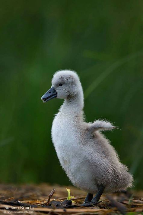 Swan Pictures, Baby Swan, Mute Swan, Forest And Wildlife, Fairy Tales For Kids, Ugly Duckling, Baby Ducks, Big Bird, Animal Hospital