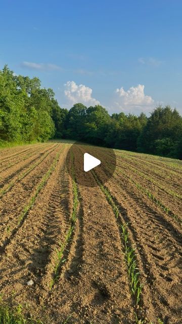 Collins Country on Instagram: "Update on our 1.5 acre corn field: IT’S GROWING!!!! 😃 

I AM SO EXCITED ANOUT THIS! We love doing new stuff on our small farm every year. It’s so exciting!!!!!!!! 👏 This is field corn so we will not be consuming this. For now we are using it to keep a heavy deer population on our farm:) But in the future we plan to harvest some of it to help supplement and feed our animals:) Stay tuned!!! 

#homestead #corn #smallfarm #selfsufficientliving #goals #couplegoals #countryliving #happiness #homesteading #farming #gardening #field #kentucky #success #growyourownfood #farmtotable #moneysavingtips #gardeningtips #kentuckyproud" Field Corn, Corn Field, Vegetable Gardening, Small Farm, Planting Vegetables, Grow Your Own Food, New Stuff, Country Living, Vegetable Garden