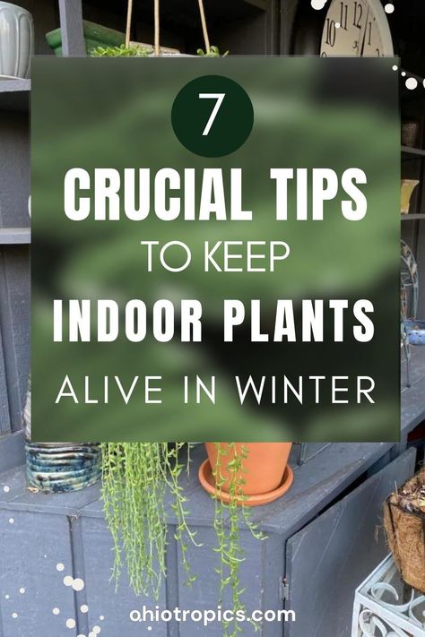 Have you struggled to keep houseplants in good condition over the winter? Perhaps you’re wondering how to keep indoor plants warm in winter, or maybe winter is approaching and you are just plain nervous that you are going to kill your houseplants? In this post I will go over 7 things that you can do (or NOT do) to keep your houseplants alive this winter! Follow these steps, and you will be golden! Wintering Plants Indoors, Bringing Plants Indoors For Winter, Moving Plants Inside For Winter, How To Keep A Fern Alive During Winter, How To Keep Outdoor Plants Alive During Winter, Preparing Plants For Winter, Indoor Ivy, Flower Planting Guide, Winter Storage