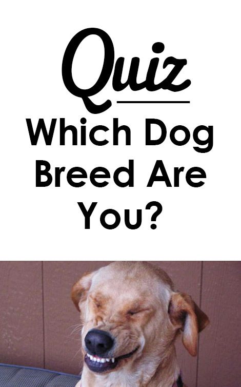 Quiz: Which dog breed are you?   I got golden retriever!  http://iheartdogs.com/quiz-which-dog-breed-are-you/ Cute Breeds Of Dogs, Dog Humor Hilarious, Pretty Dog Breeds, Stuff For Dogs, Which Dog Are You, Dog Quizzes, Pomeranian Poodle, Cute Dog Breeds, Cute Fluffy Dogs