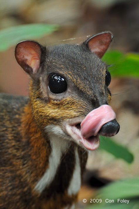 CHEVROTAINS/ MOUSE-DEER (Genus: Ungulates) (Family: Tragulidae )~  The smallest hoofed mammals in the world, native to forests of Asia & Africa.  34 million years old,  they are an example of a primitive ruminant form.   Herbivores, some show an affinity for water, often remaining submerged for prolonged periods This has also lent support to the idea that whales evolved from water-loving creatures that looked like small deer.  Newborn fawns are precocial & stand within 30 minutes of being born. Deer Feed, Mouse Deer, Small Deer, Unusual Animals, Rare Animals, Silly Animals, Weird Animals, Unique Animals, Exotic Pets