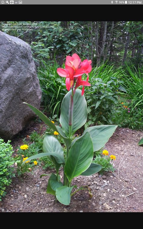 Canna Lillies, Canna Flower, Canna Lilies, Flowering Bonsai Tree, Canna Lily, Lily Plants, Plant Decor Indoor, Landscaping Plants, Tropical Garden