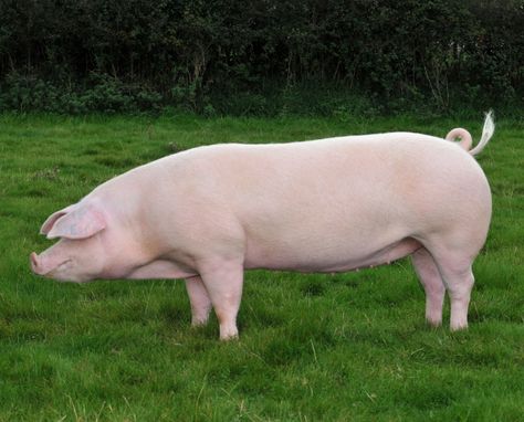 Welsh is a breed of domestic pig native to Wales. It is a large white breed known for its hardiness in outdoor (extensive) farming and its long, pear-shaped body. The breed was first mentioned in the 1870s, and is the third most common sire in the U.K. after the Large White and British Landrace. The Welsh pig is not exported to many countries around the world despite the fact that they can produce substantially good bacon. Meat Pigs Breeds, Hereford Pigs, Large White Pig Breed, Pig Races, Wood Pig, Pig Breeds, Ossabaw Island Pigs, Genuia Pigs, Raising Pigs