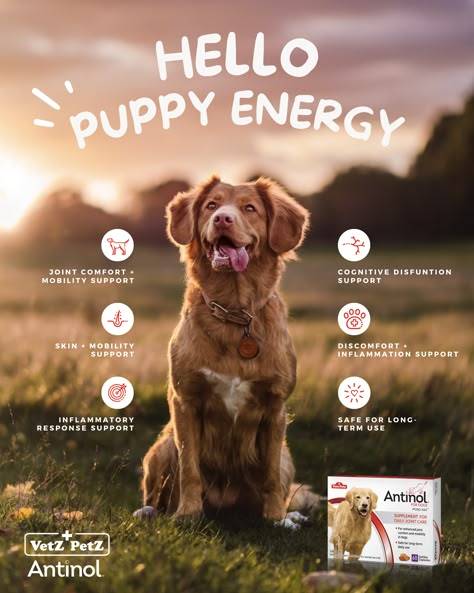 Pet Advertising, Social Media Campaign Design, Dog Marketing, Pet Food Packaging, Puppy Dog Pictures, Pet Branding, 잡지 레이아웃, Dog Business, Desain Editorial