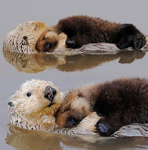 otter snuggles Otter Pup, Otter Love, Nosara, Happy Happy Happy, Baby Otters, Sea Otter, Funny Cat Pictures, Cute Creatures, Sweet Animals