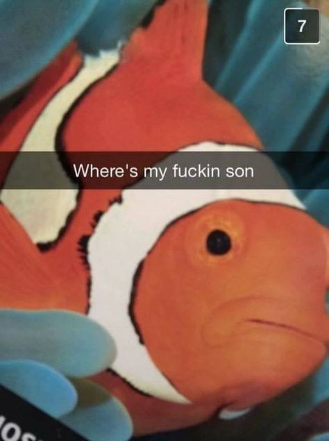 Nemo Memes, Tuesday Meme, Finding Nemo 2003, Great Memes, Fresh Memes, Finding Nemo, Funny Reaction Pictures, Really Funny Pictures, What’s Going On