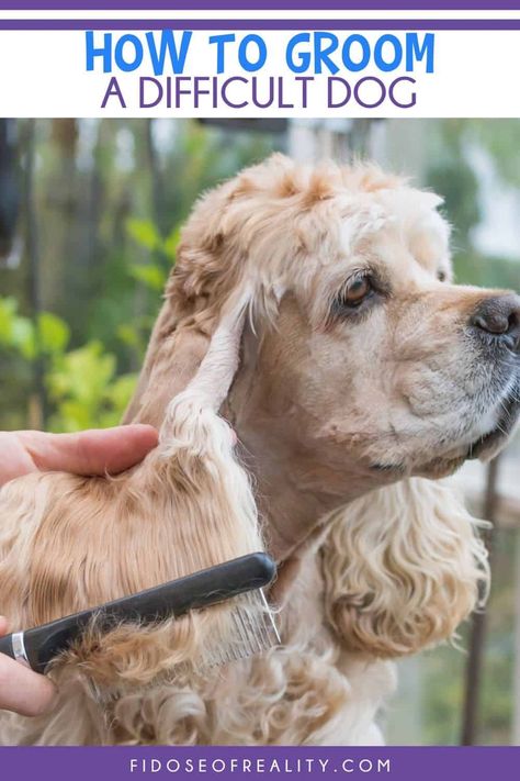 Grooming A Difficult Dog Tips and Tricks - Fidose of Reality How To Groom A Dog At Home, Dog Grooming Shih Tzu, Hyper Dog, Dog Grooming Diy, Goldendoodle Grooming, Long Hair, Angry Dog, Dog Grooming Tips, Poodle Grooming