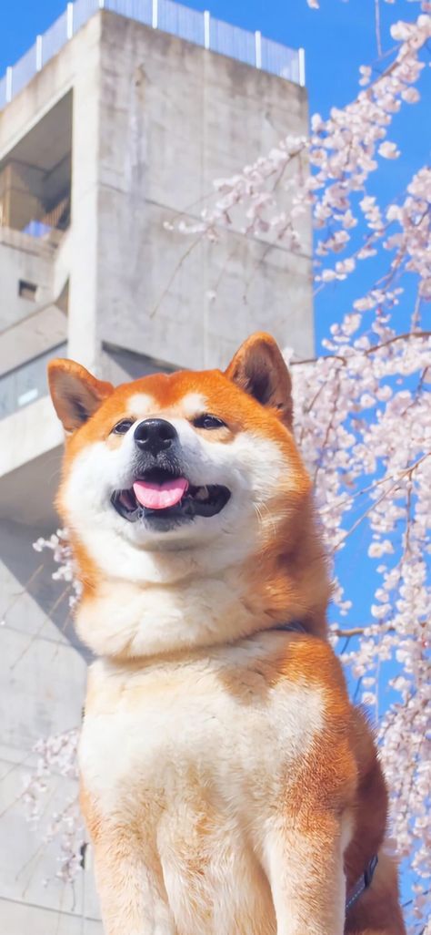 Shiba Inu Puppy Wallpaper, Cute Shiba Inu Wallpaper, Shiba Inu Dog Wallpaper, Shiba Inu Aesthetic, Shiba Wallpaper, Shiba Inu Wallpaper, Funny Shiba, Roblox Hair, Cute Dog Wallpaper