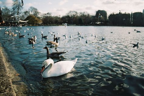 Film Photography London, London On Film, London Film Photography, Film Camera Photography, London Film, Canon Ae 1, Fotografi Vintage, Dreamy Photography, 35mm Photography