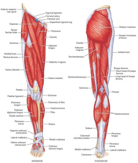 <b>lower</b> limb <b>muscles</b> <b>lower</b> limb <b>muscles</b> the <b>lower</b> limb <b>muscles</b> Leg Muscles Diagram, Leg Muscles Anatomy, Lower Limb Muscles, Human Body Muscles, Body Muscle Anatomy, Muscle Diagram, Muscle Tear, Lower Leg Muscles, Leg Anatomy