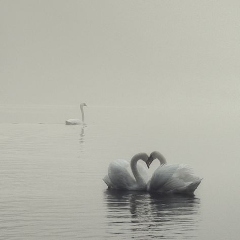 swan lake on Behance Foggy Morning, Swans, A Heart, Stockholm, Lake, Water