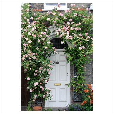 I love the idea of climbing roses around the front door or garage... Rose Front Door, Climbing Roses Trellis, Front Door Plants, Rose Plant Care, Door Makeover Diy, Air Purifying House Plants, Rose Trellis, Garden Entrance, Exterior Front Doors