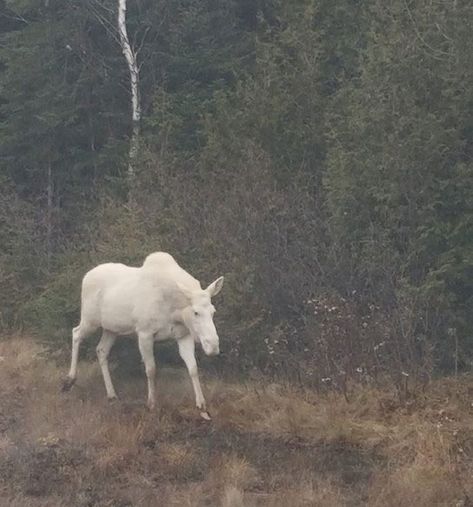 Moose Aesthetic, Albino Moose, Water Deer, White Moose, Southern Usa, Pale Horse, Fallow Deer, Roe Deer, Mule Deer