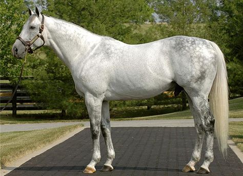 English Thoroughbred, Aqha Horses, Kentucky Horse Park, Grey Horses, Mare And Foal, Triple Crown Winners, Race Course, Taylormade Golf, Thoroughbred Horse Racing