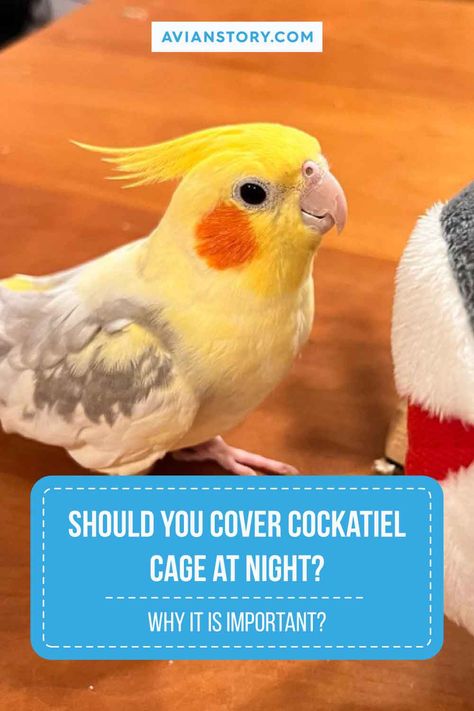 Wondering "Should You Cover Cockatiel Cage at Night?" Covering the cage helps create a quiet, dark environment, mimicking natural nighttime conditions. This can aid in your cockatiel's sleep cycle and reduce disturbances. However, it's important to ensure the material is breathable and that the room temperature is comfortable. Discover more on providing your cockatiel with a peaceful night's rest. #CockatielCare #BirdSleepHabits #AvianTips #AvianStory Cockatiel Cage Setup, Cockatiel Care, Cockatiel Cage, Cockatiel Bird, Dark Environment, The Cage, Sleep Cycle, Sleeping Habits, Restful Sleep