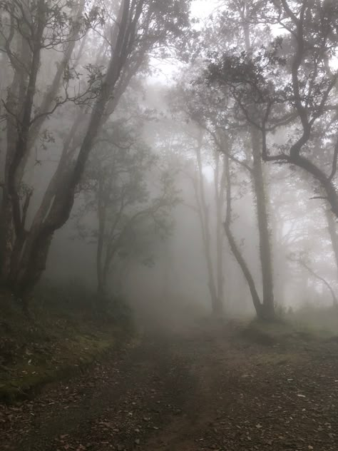 Was trekking through jungle when fogg surrounded us and gave us more reasons to stay Dark Jungle, Dark Naturalism, Reasons To Stay, Dark Green Wallpaper, Foggy Weather, Rainy Day Aesthetic, Forest Background, Dark Nature Aesthetic, Nature View