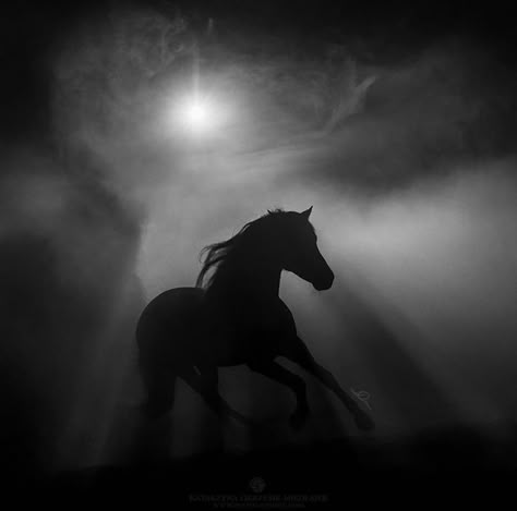 Chevaux • Instagram Black And White Horse Photography, Calming Scenery, White Horse Photography, Black Arabian Horse, Ghost Horse, Andalusian Stallion, Horse Wallpapers, Black And White Horse, Beautiful Arabian Horses