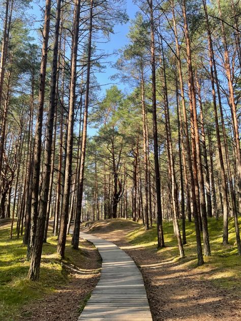 🧚🏻🌲💚 #nature #latvia #forest #green #walpapper #naturewallpaper #walk #dateideas #breathe #selfcare Latvian Nature, Latvia Nature, Pretty Scenery, Gcse Art, Sense Of Place, Nature Wallpaper, Latvia, Forest Green, Sense