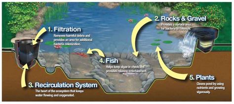 eco-pond-system-graphic Fish Pond With Waterfall, Pond With Waterfall, Backyard Ecosystem, Koi Pond Design, Building A Pond, Pond Maintenance, Diy Pond, Pond Waterfall, Pond Water Features